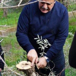 Βιωματικό Σεμινάριο για το Κλάδεμα και την Λίπανση της ελιάς Βιωματικό Σεμινάριο για το Κλάδεμα και την Λίπανση της ελιάς
