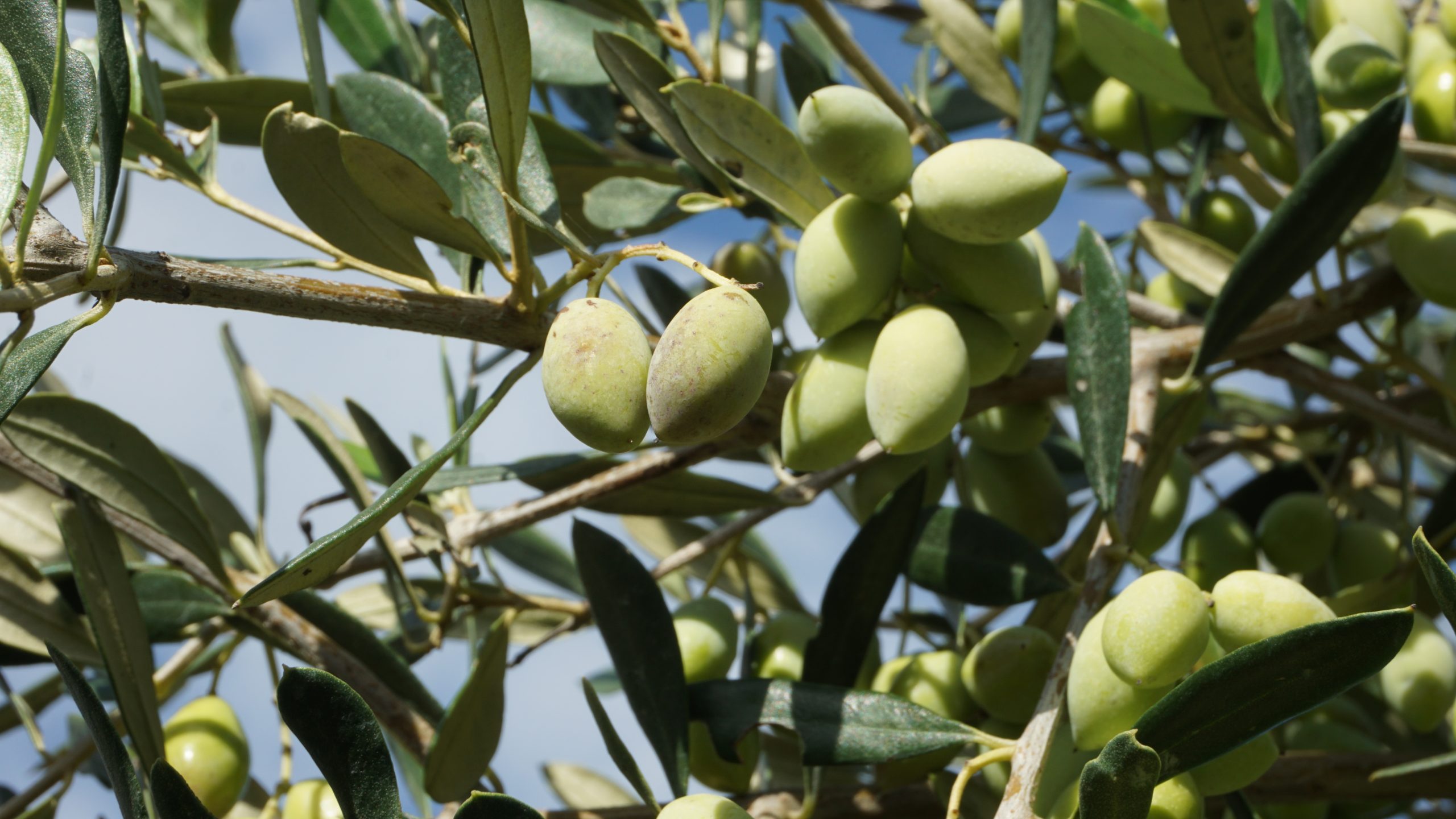 Φυτοπροστασία και σωστή διαχείριση σε συμβατικούς και βιολογικούς ελαιώνες.(Ολοκληρώθηκε)) Φυτοπροστασία και σωστή διαχείριση σε συμβατικούς και βιολογικούς ελαιώνες.(Ολοκληρώθηκε))