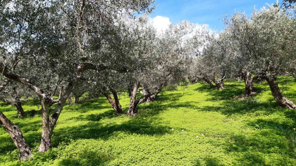 Εισαγωγή στην φυτοπροστασία της ελιάς (Webinar) Εισαγωγή στην φυτοπροστασία της ελιάς (Webinar)